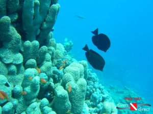 sharm_002