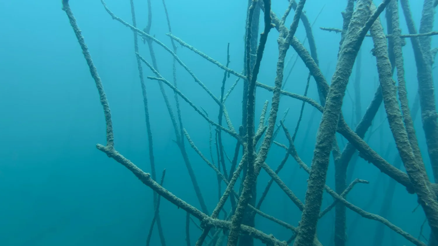 Sunlight among the submerged branches at Borek