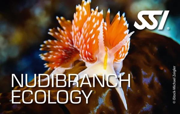 Nudibranch Ecology card