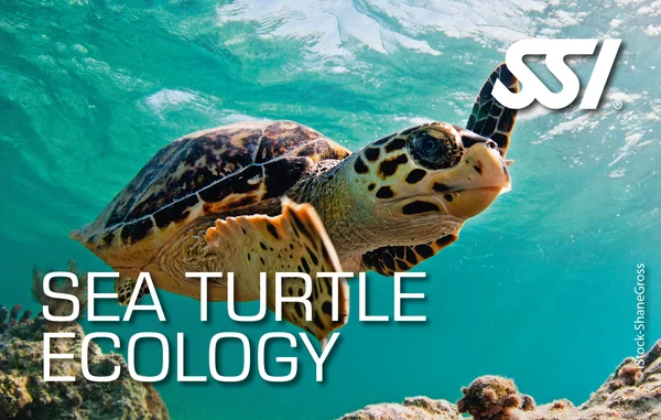 Sea Turtle Ecology card