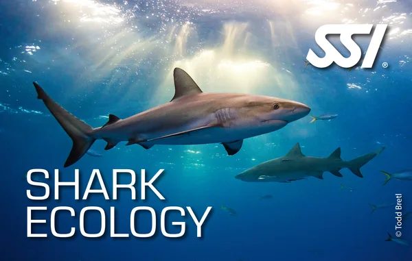 Shark Ecology card