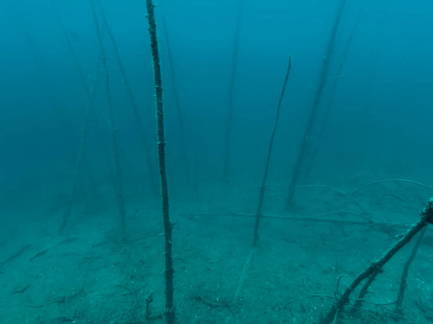Standing trunks of the submerged forest in Borek’s blue water