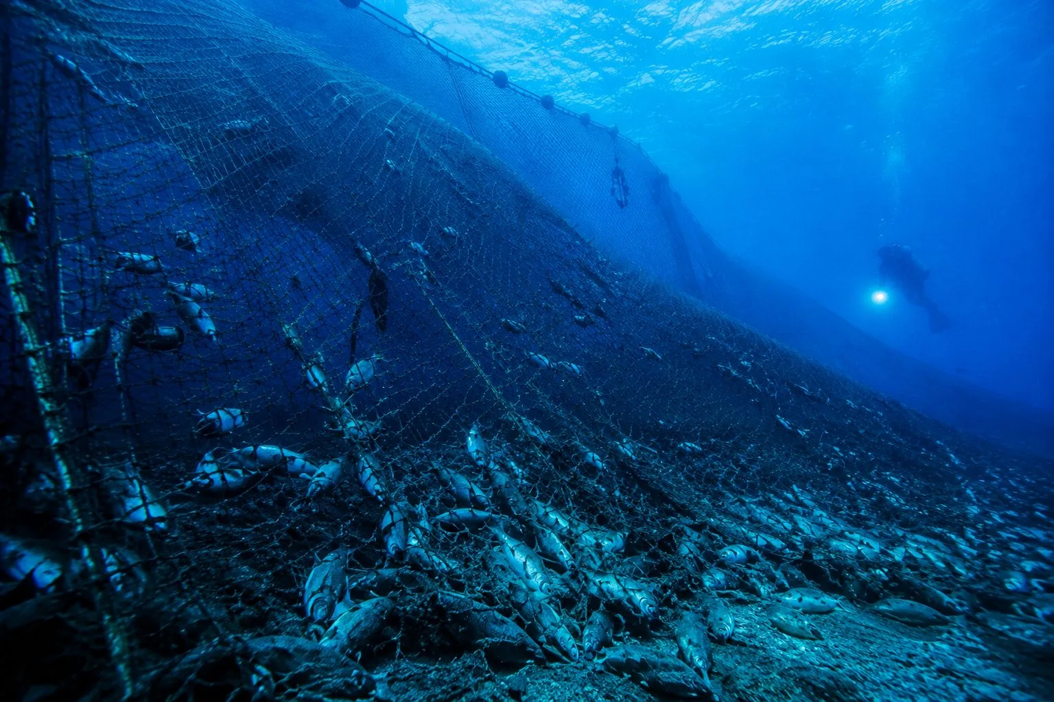 fishing blue ocens