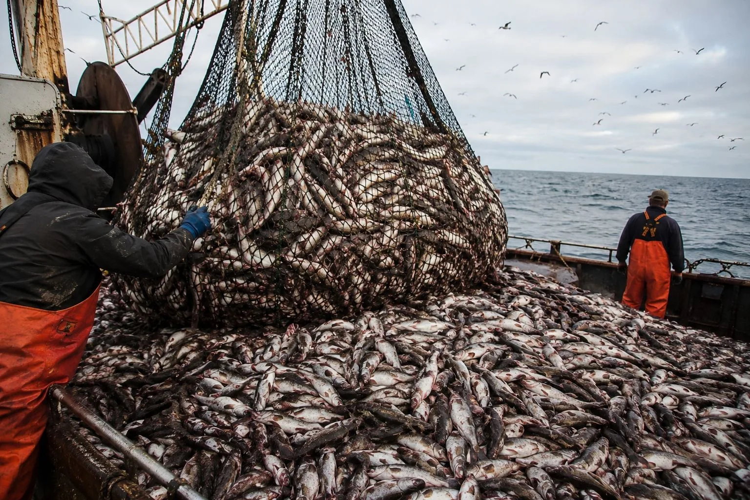Overfishing — thematic photo from the original offer