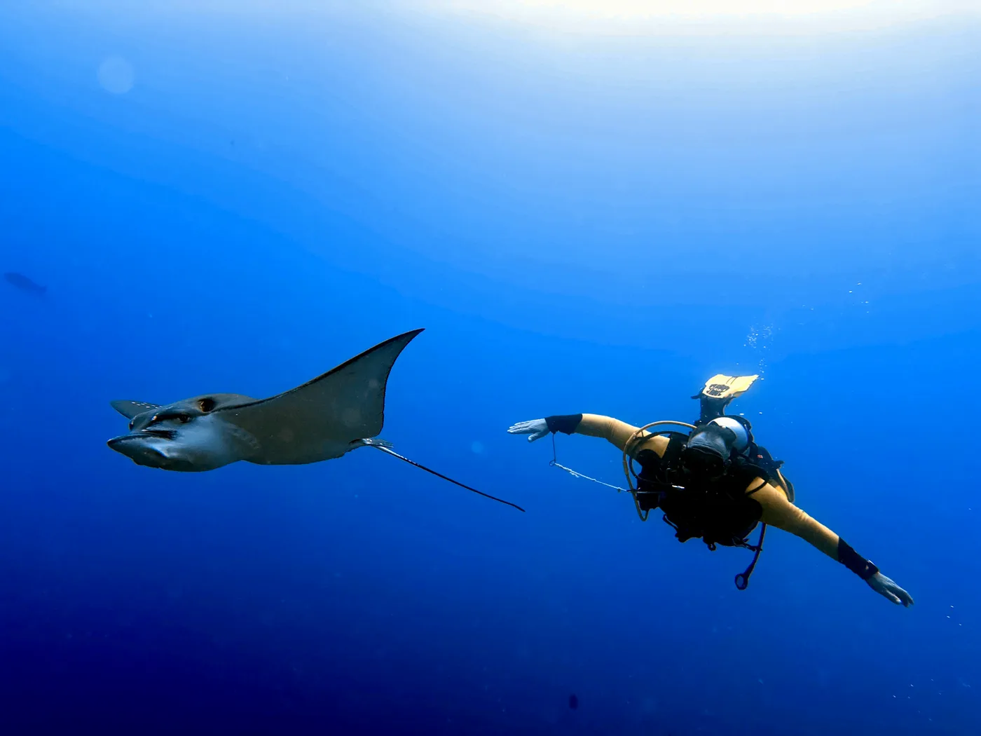 Encounters with marine life beneath the surface
